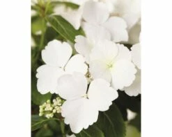 FLORASELF Hortensia Hydrangea Runaway Bride ® 'Snow White' Potmaat Ø 19.0 Cm H 40-50 Cm