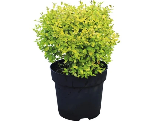 FLORASELF Liguster Ligustrum Ovalifolium 'Lemon And Lime' Potmaat Ø21 Cm H 50-60 Cm 4 FLORASELF Liguster Ligustrum Ovalifolium 'Lemon And Lime' Potmaat Ø21 Cm H 50-60 Cm - Afbeelding 2