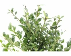 FLORASELF® Japanse Hulst Ilex Crenata 'Glory Gem' Potmaat Ø 12 Cm -FLORASELF Verkoop DV 8 10219295 01 4c DE 20191206064654