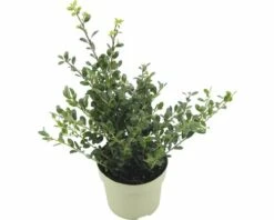 FLORASELF® Japanse Hulst Ilex Crenata 'Glory Gem' Potmaat Ø 12 Cm -FLORASELF Verkoop DV 8 10219295 02 4c DE 20191206064654