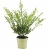 FLORASELF® Japanse Hulst Ilex Crenata 'Glory Gem' Potmaat Ø 12 Cm