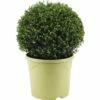 FLORASELF® Japanse Hulst Ilex Crenata 'Glory Gem' Potmaat Ø 31 Cm -FLORASELF Verkoop DV 8 10219300 01 4c DE 20191206064654