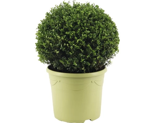 FLORASELF® Japanse Hulst Ilex Crenata 'Glory Gem' Potmaat Ø 31 Cm 3 FLORASELF® Japanse Hulst Ilex Crenata 'Glory Gem' Potmaat Ø 31 Cm