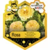 FLORASELF Struikroos Rosa 'Bijenweelde' Yellow Potmaat Ø 17 Cm H 5-10 Cm 2 FLORASELF Struikroos Rosa 'Bijenweelde' Yellow Potmaat Ø 17 Cm H 5-10 Cm -FLORASELF Verkoop DV 8 10225997 01 4c NL 20220629174654