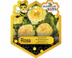 FLORASELF Struikroos Rosa 'Bijenweelde' Yellow Potmaat Ø 17 Cm H 5-10 Cm