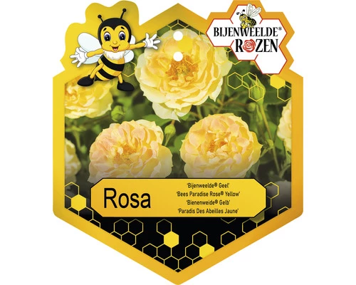 FLORASELF Struikroos Rosa 'Bijenweelde' Yellow Potmaat Ø 17 Cm H 5-10 Cm 3 FLORASELF Struikroos Rosa 'Bijenweelde' Yellow Potmaat Ø 17 Cm H 5-10 Cm