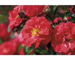 FLORASELF Stamroos Rosa 'Heidefeuer' Potmaat Ø 24 Cm H 70-90 Cm