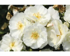 FLORASELF Stamroos Rosa 'Schneeflocke' Potmaat Ø 24 Cm H 70-90 Cm