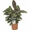 FLORASELF Calathea Mauiqueen Ø12 Cm H45 Cm