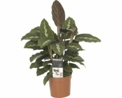 FLORASELF Calathea Mauiqueen Ø12 Cm H45 Cm