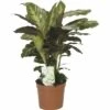 FLORASELF Calathea Calathea-Cultivars 'Misto' Potmaat Ø 12.0 Cm H 35-45 Cm -FLORASELF Verkoop DV 8 10239869 01 4c DE 20191219051655