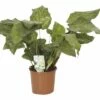 FLORASELF Calathea Calathea Mosaica 'Network' Potmaat Ø 12.0 Cm H 30 Cm -FLORASELF Verkoop DV 8 10239871 01 4c DE 20191219051654