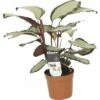 FLORASELF Calathea Picturata Ø12 Cm H45 Cm -FLORASELF Verkoop DV 8 10239872 01 4c DE 20191219051655