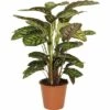 FLORASELF Calathea Flamestar Ø19 Cm H85 Cm