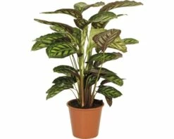 FLORASELF Calathea Flamestar Ø19 Cm H85 Cm