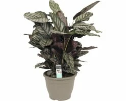 FLORASELF Calathea Ornata