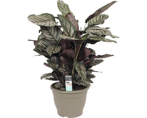 FLORASELF Calathea Ornata 3 FLORASELF Calathea Ornata