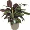 FLORASELF Calathea Warcewiczii Ø32 Cm H85 Cm -FLORASELF Verkoop DV 8 10239875 01 4c DE 20191217152249