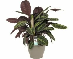 FLORASELF Calathea Warcewiczii Ø32 Cm H85 Cm