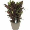 FLORASELF Calathea Wavestar Ø32 Cm H85 Cm -FLORASELF Verkoop DV 8 10239876 01 4c DE 20191217152136