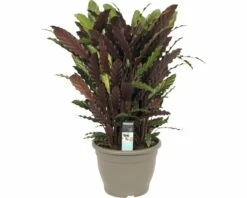 FLORASELF Calathea Wavestar Ø32 Cm H85 Cm