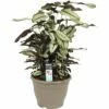 FLORASELF Calathea Witte Ster Ø32 Cm H85 Cm 2 FLORASELF Calathea Witte Ster Ø32 Cm H85 Cm -FLORASELF Verkoop DV 8 10239877 01 4c DE 20191217152020
