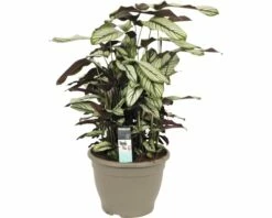 FLORASELF Calathea Witte Ster Ø32 Cm H85 Cm