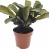 FLORASELF Kambloem Ctenanthe Amagris Ø12 Cm H20-30 Cm -FLORASELF Verkoop DV 8 10241446 01 4c DE 20191212064758