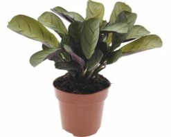 FLORASELF Kambloem Ctenanthe Amagris Ø12 Cm H20-30 Cm