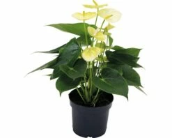FLORASELF® Anthurium Andreanum Potmaat Ø 12 Cm -FLORASELF Verkoop DV 8 10241447 02 4c DE 20200317094755
