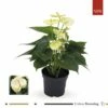 FLORASELF® Anthurium Andreanum Potmaat Ø 12 Cm -FLORASELF Verkoop DV 8 10241447 03 4c DE 20200318091755