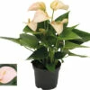 FLORASELF® Anthurium Andreanum Potmaat Ø 9 Cm