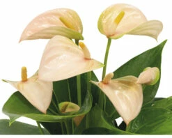 FLORASELF® Anthurium Andreanum Potmaat Ø 9 Cm -FLORASELF Verkoop DV 8 10241450 04 4c RO 20210217045840