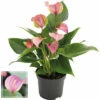 FLORASELF® Anthurium Andreanum Potmaat Ø 12 Cm -FLORASELF Verkoop DV 8 10241451 03 4c RO 20210217043641