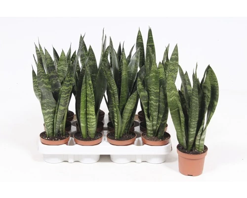FLORASELF Vrouwentong Sansevieria 'Black Coral' Potmaat Ø 9 Cm H 25-35 Cm 4 FLORASELF Vrouwentong Sansevieria 'Black Coral' Potmaat Ø 9 Cm H 25-35 Cm - Afbeelding 2