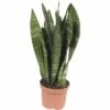 FLORASELF Vrouwentong Sansevieria 'Black Coral' Potmaat Ø 9 Cm H 25-35 Cm -FLORASELF Verkoop DV 8 10245384 02 4c CH 20220719174657