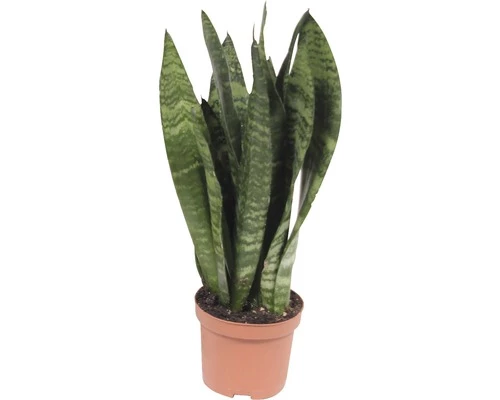 FLORASELF Vrouwentong Sansevieria 'Black Coral' Potmaat Ø 9 Cm H 25-35 Cm 3 FLORASELF Vrouwentong Sansevieria 'Black Coral' Potmaat Ø 9 Cm H 25-35 Cm