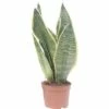 FLORASELF Vrouwentong Sansevieria Potmaat Ø 9 Cm H 25-35 Cm -FLORASELF Verkoop DV 8 10245385 02 4c CH 20211118144650