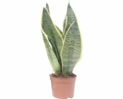 FLORASELF Vrouwentong Sansevieria Potmaat Ø 9 Cm H 25-35 Cm