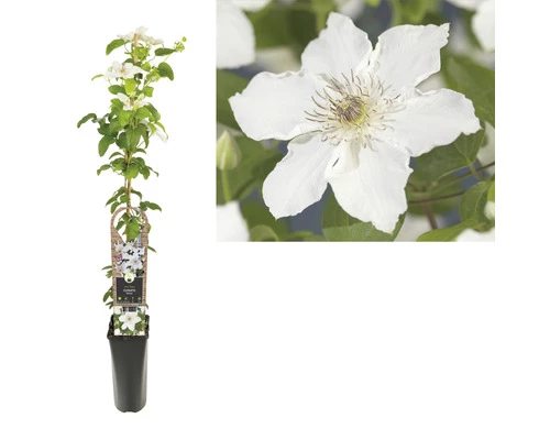 FLORASELF Bosrank Clematis-Cultivars 'Destiny' Potmaat Ø 16 Cm H 90 Cm 4 FLORASELF Bosrank Clematis-Cultivars 'Destiny' Potmaat Ø 16 Cm H 90 Cm - Afbeelding 2