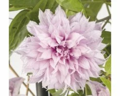FLORASELF Klimplant Clematis Multi Pink