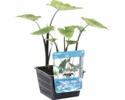 FLORASELF Taro Colocasia 'Tea Cup' Potmaat Ø 18.0 Cm H 10-60 Cm -FLORASELF Verkoop DV 8 10245914 01 4c DE 20200307211651