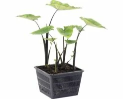 Voorkant -FLORASELF Verkoop DV 8 10245914 02 4c DE 20210706104758