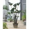 FLORASELF Taro Colocasia 'Tea Cup' Potmaat Ø 18.0 Cm H 10-60 Cm -FLORASELF Verkoop DV 8 10245914 03 4c DE 20210706104758