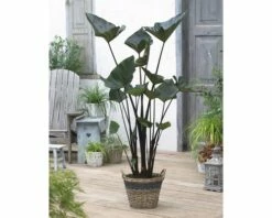 FLORASELF Taro Colocasia 'Tea Cup' Potmaat Ø 18.0 Cm H 10-60 Cm