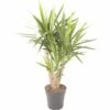 FLORASELF Palmlelie Yucca Elephantipes Potmaat Ø 24.0 Cm H 70-80 Cm -FLORASELF Verkoop DV 8 10246015 01 4c CH 20200205091658
