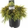FLORASELF® Dwergcipres Chamaecyparis 'Filifera Aurea' Potmaat Ø 19 Cm -FLORASELF Verkoop DV 8 10256411 01 4c NL 20200218201651