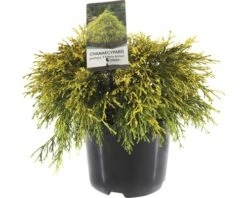 FLORASELF® Dwergcipres Chamaecyparis 'Filifera Aurea' Potmaat Ø 19 Cm