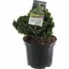 FLORASELF® Dwergcipres Chamaecyparis 'Nana Gracilis' Potmaat Ø 19 Cm -FLORASELF Verkoop DV 8 10256412 01 4c NL 20200218201651