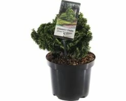 FLORASELF® Dwergcipres Chamaecyparis 'Nana Gracilis' Potmaat Ø 19 Cm
